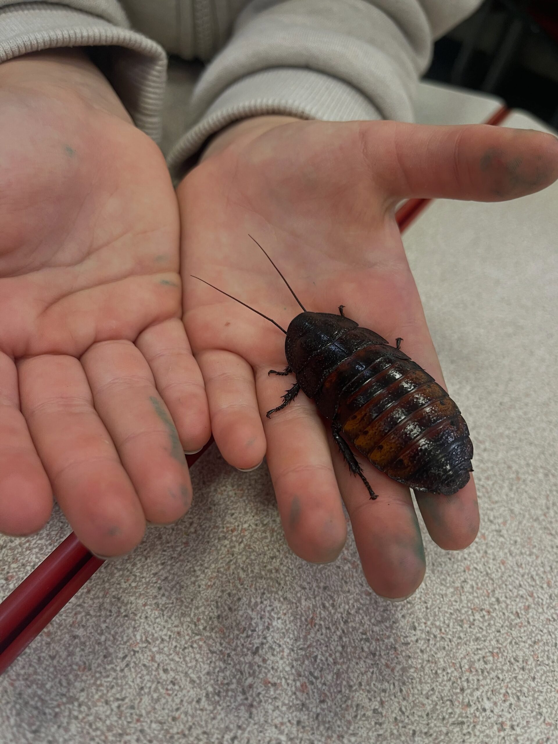Bug Handling & Bug Hunting - Image 3