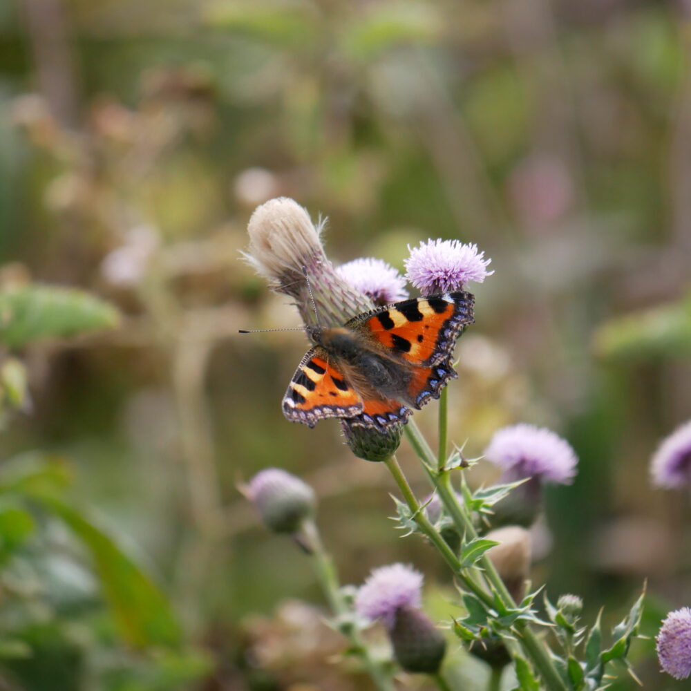 BEECHE Bromley Environmental Educational Centre High Elms - Bromley Parks