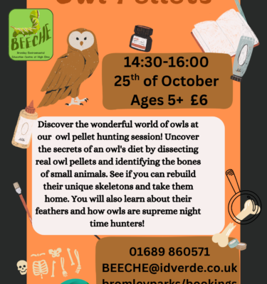 Owl Pellets