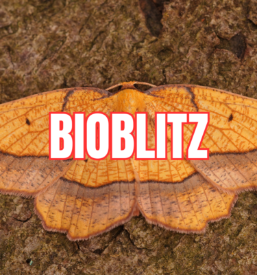BioBlitz