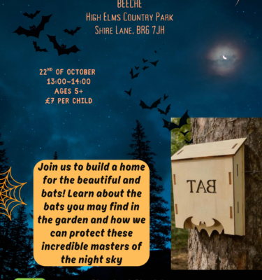 Build a Bat Box